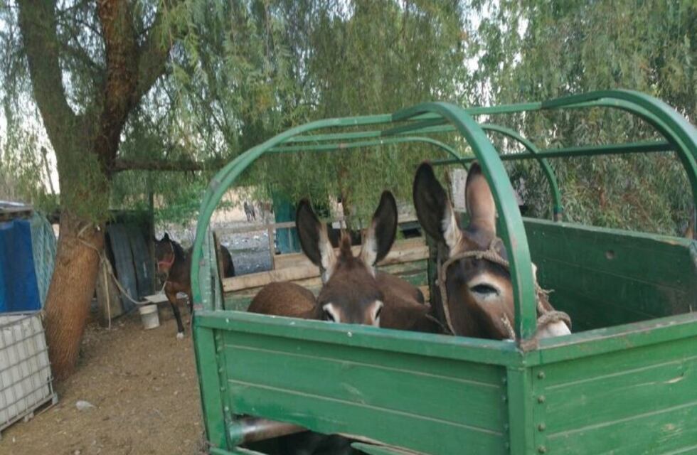 Cayó una banda que se dedicaba a la faena ilegal de animales