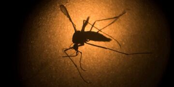 Dengue en Córdoba\u002E