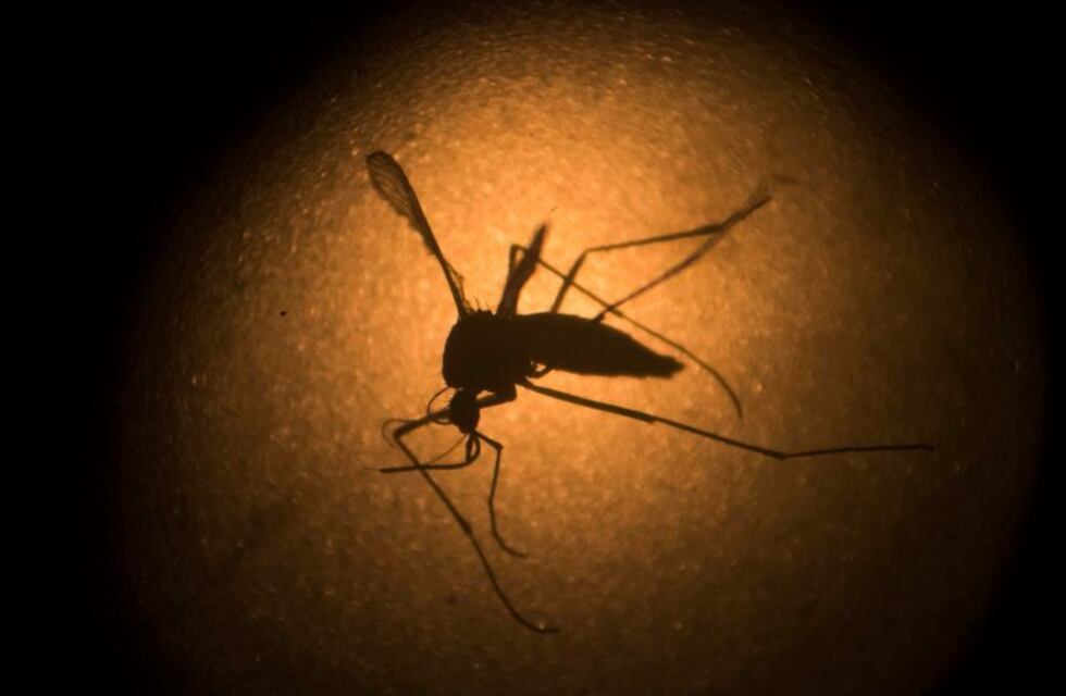 Mosquitos: inician el monitoreo aédico de febrero
