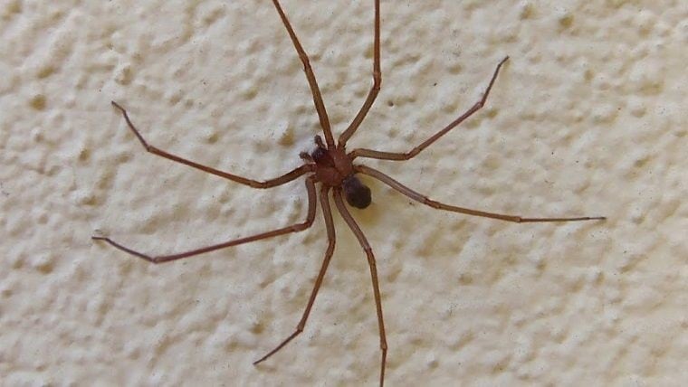 araña