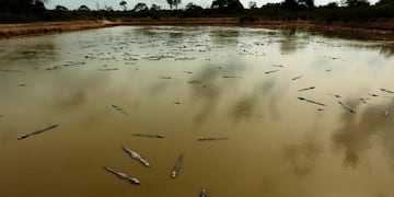 In this June 25, 2016 photo, yacare caimans swim in an artificial reservoir in the San Jorge cattle ranch near the dried up Pilcomayo river, close the town of Fortin General Diaz, Paraguay\u002E Apart from the lagoon, 18 wells have been dug to secure water sources for the reptiles\u002E (AP Photo/Jorge Saenz) paraguay fortin general diaz paraguay sequia severa en el rio pilcomayo muerte de caimanes y yacares sequia historica en el pilcomayo