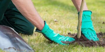 Plantarán 150 árboles