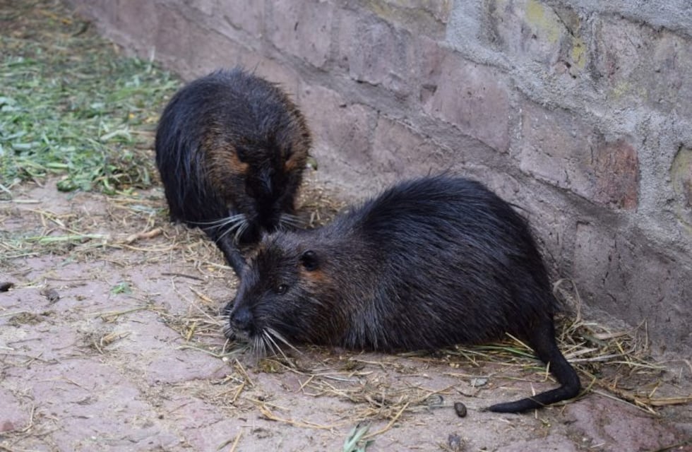 Historias de pueblos: el criadero de nutrias de la familia León en Miramar