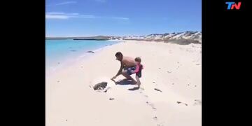 Tortuga rescatada (Web)