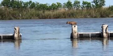 Un video reveló el increíble salto de un lince para atravesar un río