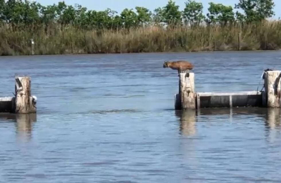 Un video reveló el increíble salto de un lince para atravesar un río