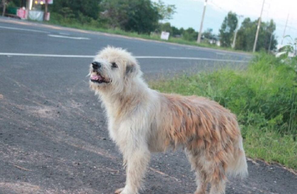 El perrito que esperó cuatro años a sus dueños al borde de la ruta pero no quiso volver