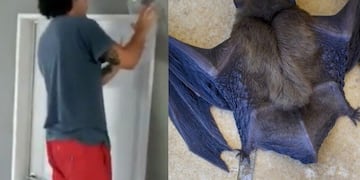 Video viral de un murciélago\u002E