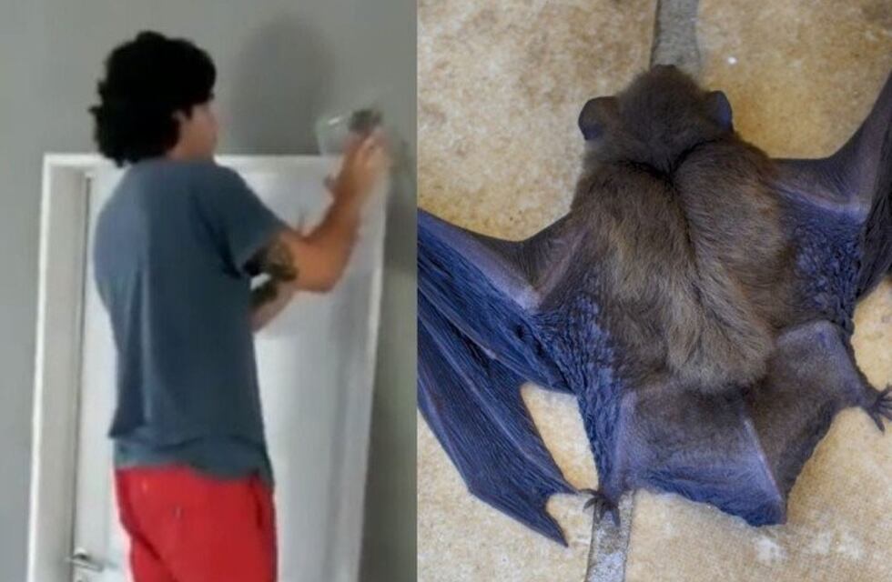 Un murciélago en casa y el grito que se volvió viral