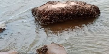 Foto: Secretaria de Comunicación\u002E