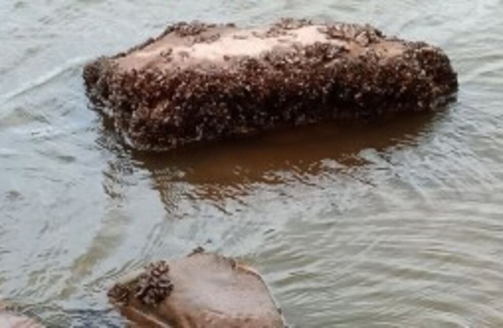 Invasión de moluscos exóticos en el Cadillal