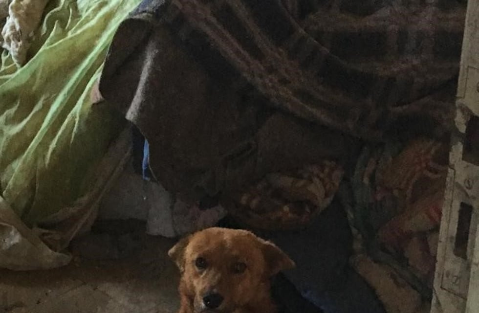 El perro que esperaba a su dueño fallecido, consiguió una familia