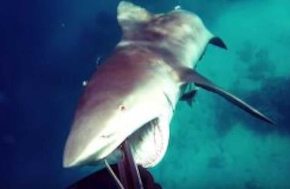 Un buzo se salvó de un ataque de un tiburón y quedó registrado en un video