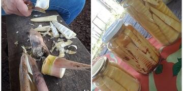 producción de bambú en Misiones