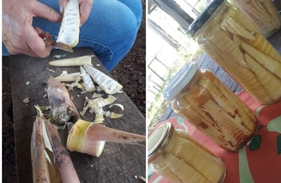 Avanzan con el cultivo del bambú o tacuara como se le dice en la zona