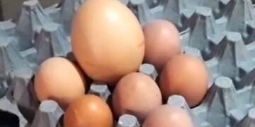 Gallina santafesina puso súper huevo que podría entrar a los Guinness