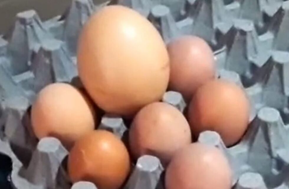 Gallina santafesina puso súper huevo que podría entrar a los Guinness