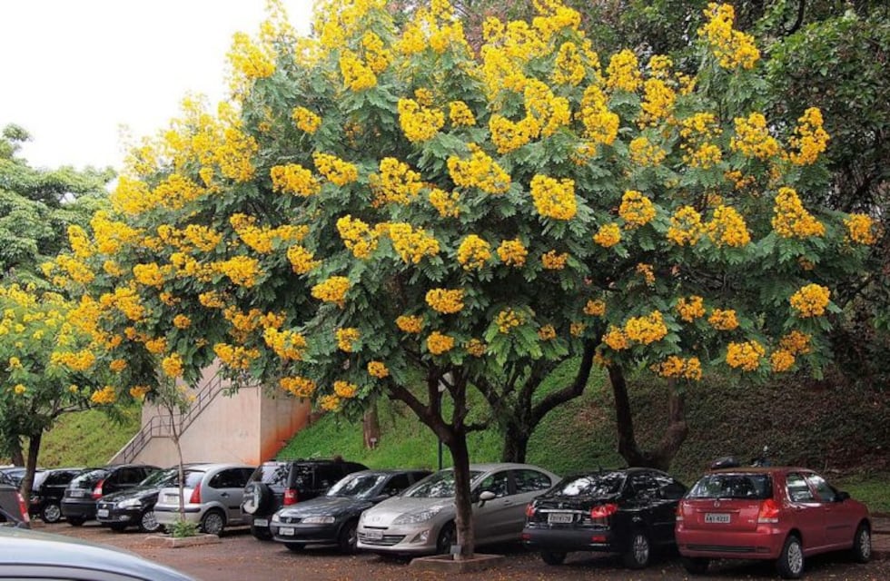Instan a los salteños a plantar árboles en sus veredas
