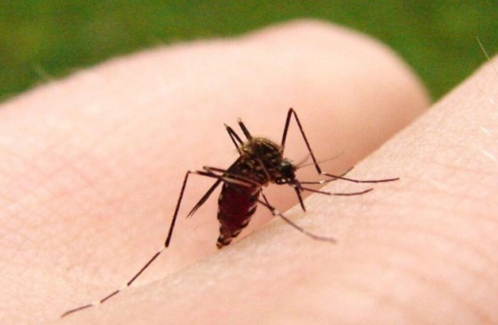 En qué barrios continuará la campaña de erradicación del mosquito el lunes