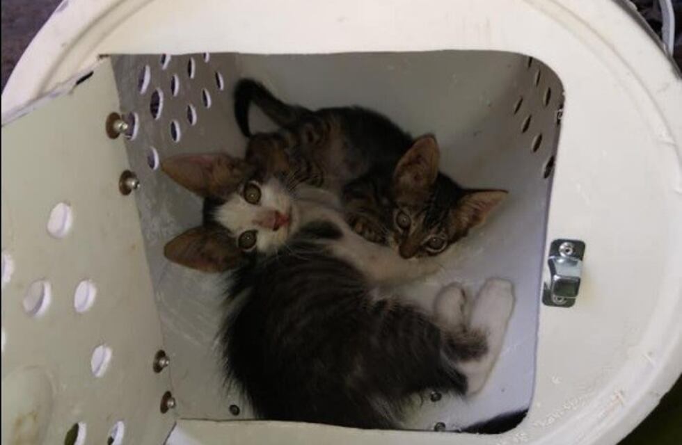 Armó una jaula artesanal para transportar gatos y es furor en redes