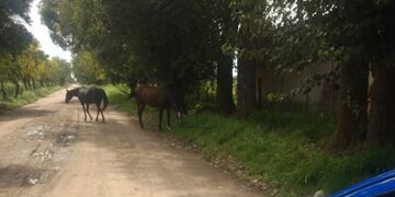 Caballos sueltos en Caroya (Prensa Policía)