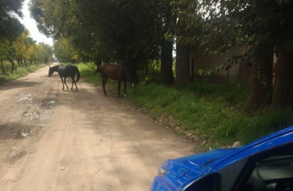 Colonia Caroya: secuestran caballos sueltos en la calle