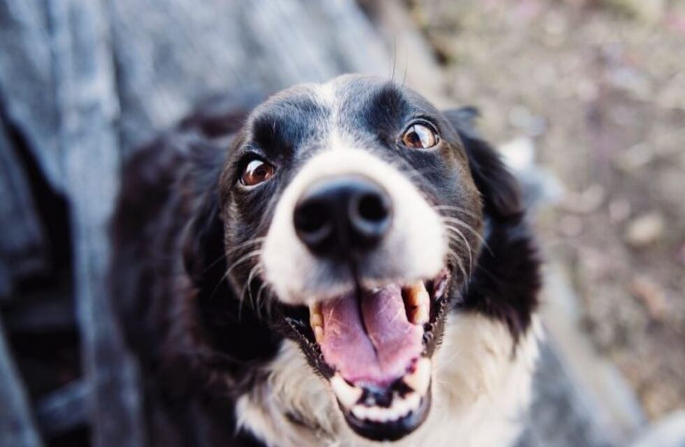 Ya funciona en La Plata un Instituto de Derecho Animal