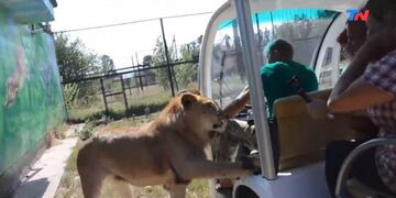 ¡Qué susto! Un león se metió en un vehículo lleno de turistas y lo que hizo dio la vuelta al mundo\u002E