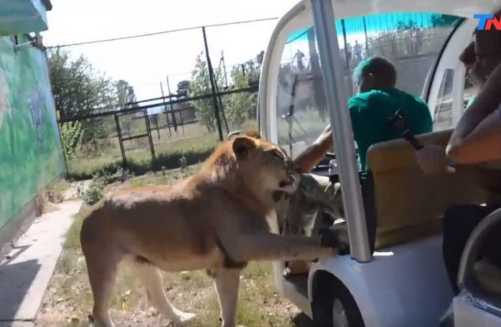 Este león "atacó" un vehículo lleno de turistas y su reacción se volvió viral