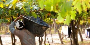 La UNCUyo becará investigaciones que se enfoquen en vitivinicultura
