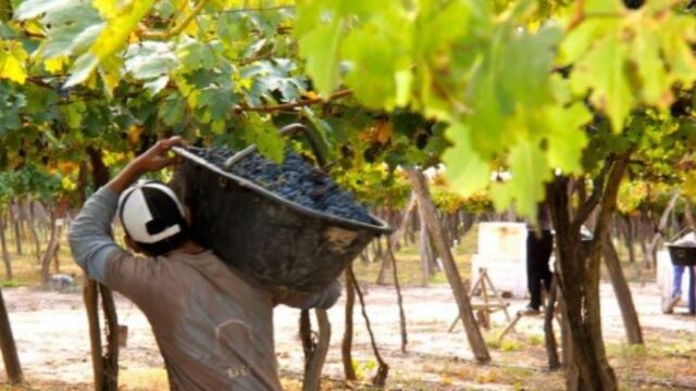Los trabajadores de viñas en conflicto con los bodegueros\u002E