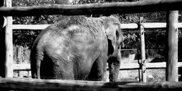 Elefanta Merry de Concordia\u002E