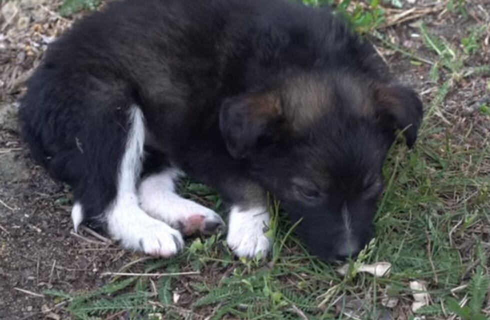 El drama de los perritos de Chernóbil que no pueden recibir cariño