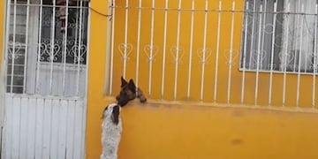 El increíble video viral de un perro que ayuda a otro a pasar una reja\u002E (Foto: Captura de video)