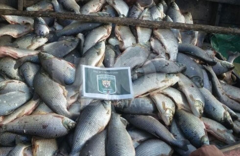 Secuestraron más de mil sábalos por incumplimiento de la ley de pesca
