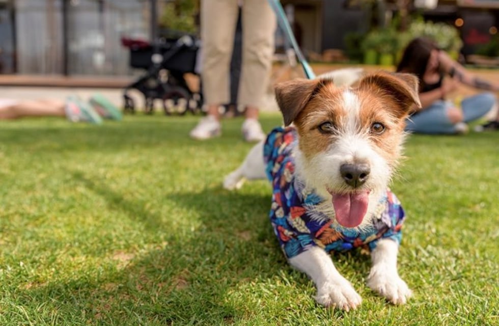 Emotivo gesto: transformó su patio para sorprender a su perro