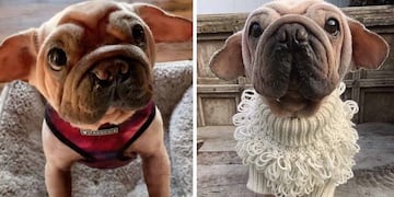 Mork, el perro que se volvió viral por su parecido al bebé Yoda