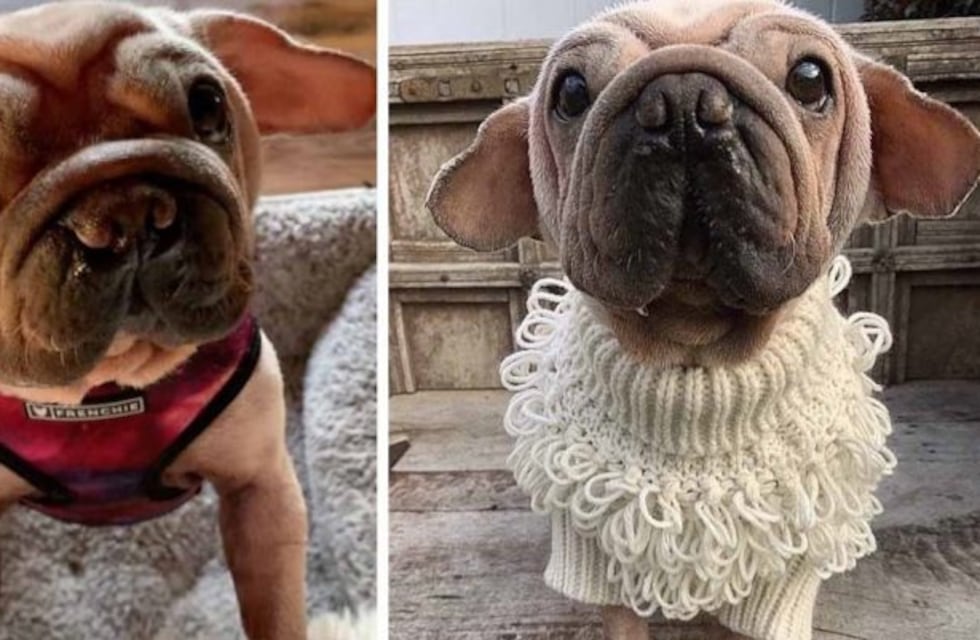 Mork, el perro que se volvió viral por su parecido al bebé Yoda