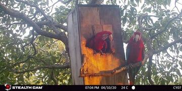Guacamayos Rojos se están adaptando al Iberá\u002E