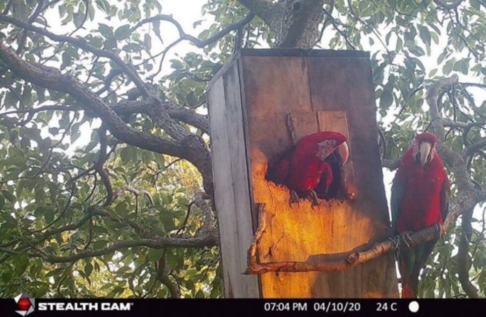 Encontraron huevos de Guacamayos rojos en los Esteros del Iberá