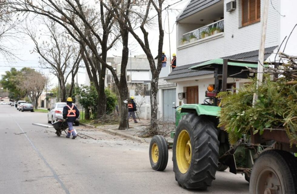 Poda del arbolado público en calle 25 de Mayo este miércoles