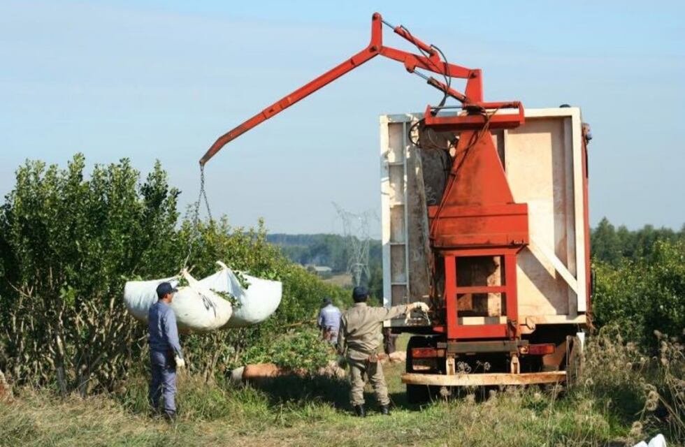 Advierten que la cosecha mecanizada de yerba obliga a redefinir la labor del tarefero