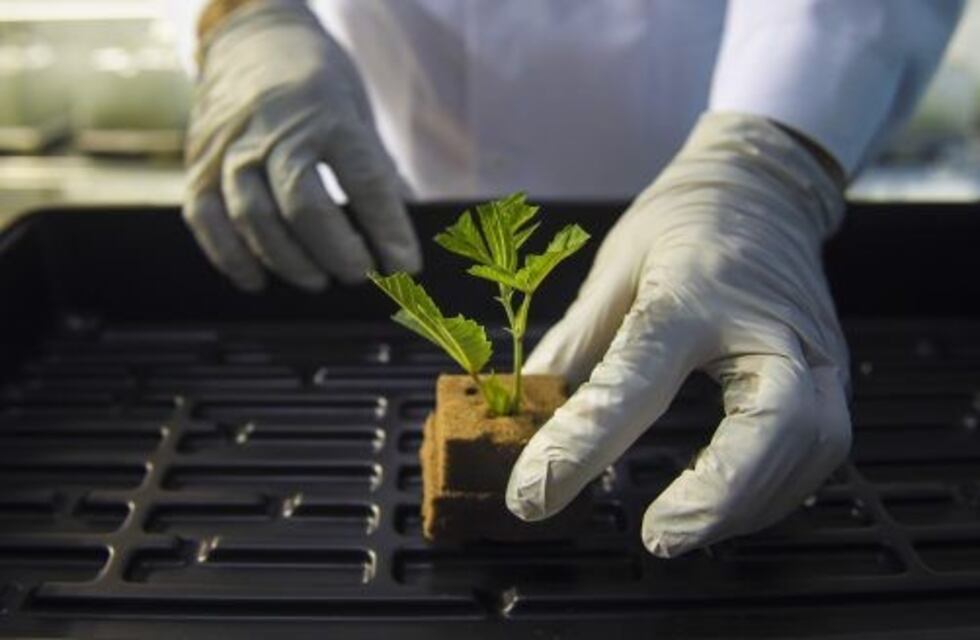 Salud: se realizará un seminario de cannabis terapéutico