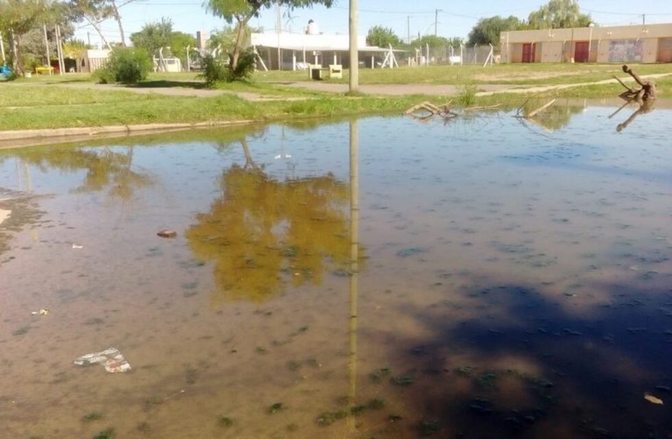 Tienen un bache al que le crecieron plantas acuáticas