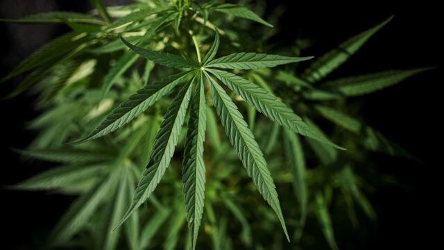 en un laboratorio realizan estimulante sexual para las mujeresrnrnA marijuana plant is seen at Toez indigenous reservation, in the rural area of Caloto, department of Cauca, Colombia, on May 23, 2016. rnAn intimate cannabis spray is produced at Toez indig