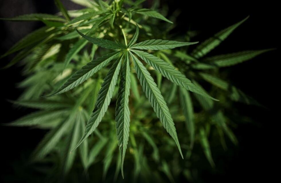 El Senado podría convertir en ley el uso medicinal del cannabis