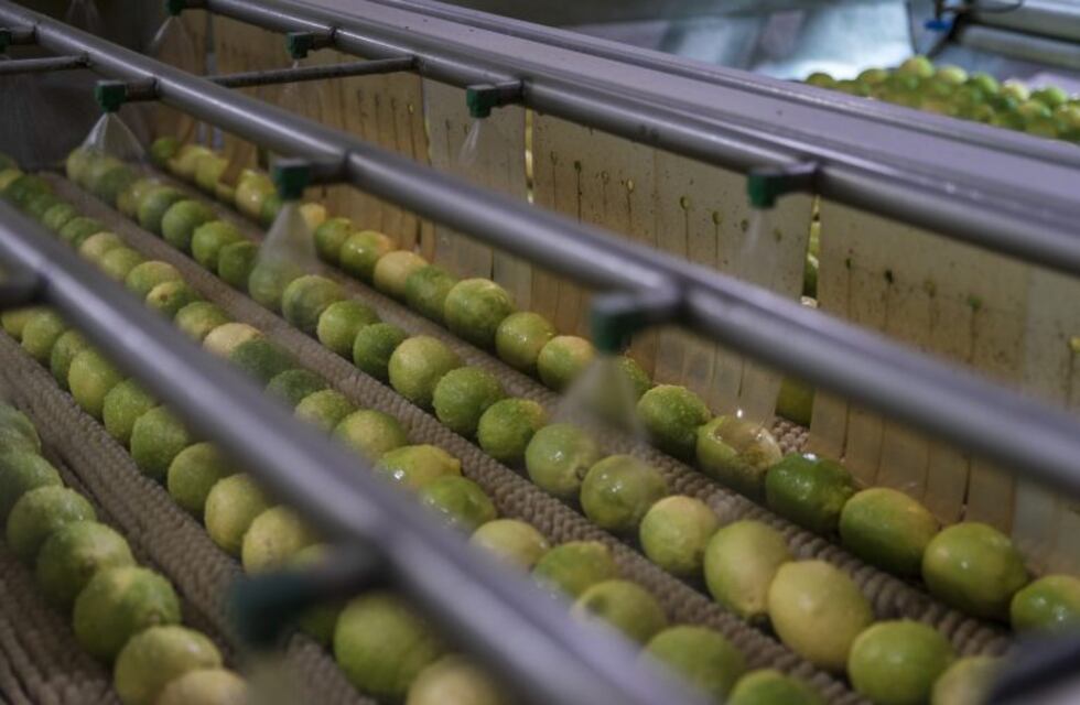 Después de ocho años, Brasil reabre su mercado a los cítricos argentinos