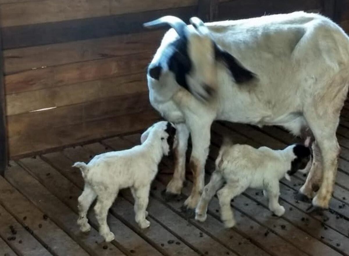 Con nacimientos programados de ovinos y caprinos crece Centro Genético de Misiones