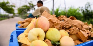 Cosecha frutos blandos Europa - Pixabay