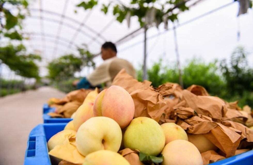 Colaterales del COVID-19 en la recolección y cosecha de frutos en Inglaterra